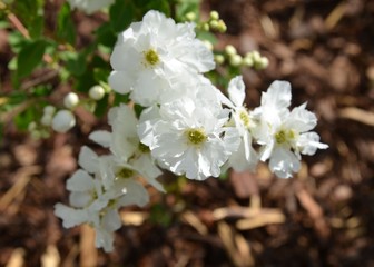 Kleine Prunkspiere weiß blühend