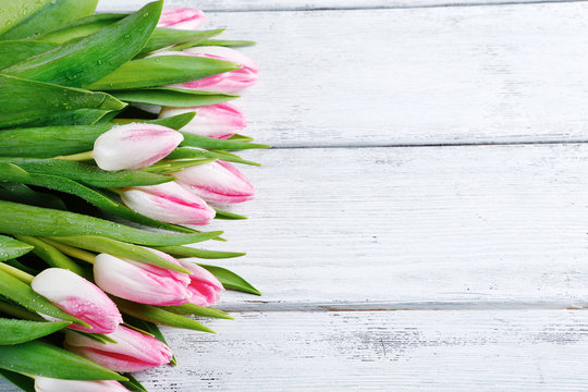 spring background with tulips