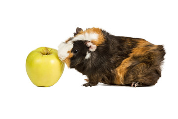 Guinea pig eating an apple