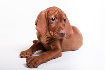  Dog Hungarian Vizsla pointer © Anna Averianova
