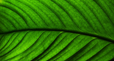 Texture of a green leaf as background