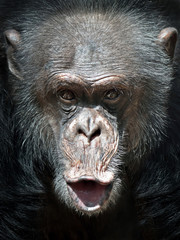 Common Chimpanzee (Pan troglodytes)