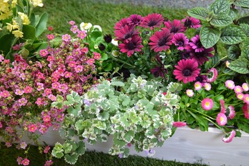 Blumenkasten bunt bepflanzt