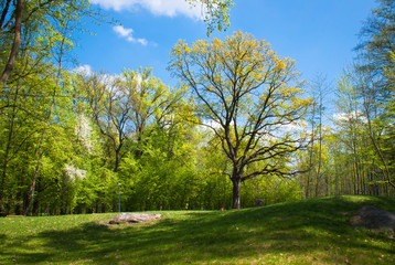 Spreading oak in the park