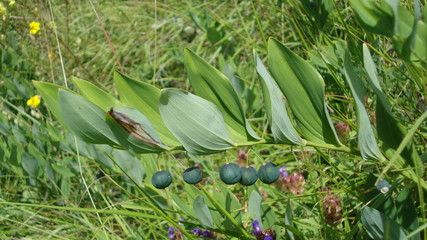 Fototapeta premium Alpine plant with spherical fruit