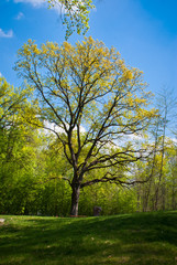 Fototapeta na wymiar Spreading oak in the park