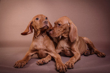  Dog Hungarian Vizsla pointer