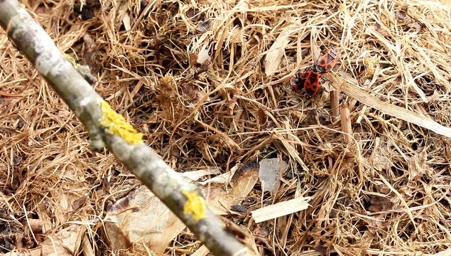 Accouplement de gendarmes