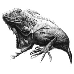 illustration with a large iguana