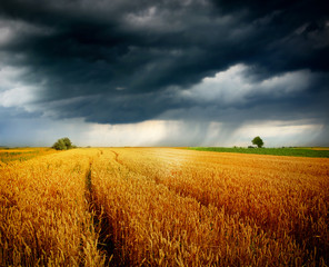 wheat field at storm