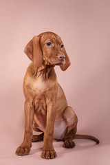  Dog Hungarian Vizsla pointer
