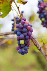 Organic Grapes at a Winery
