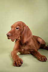  Dog Hungarian Vizsla pointer