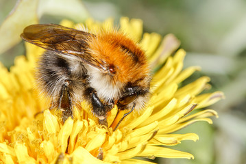 common carder bee (Bombus pascuorum)
