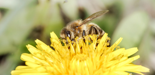 bee (Apis mellifera)