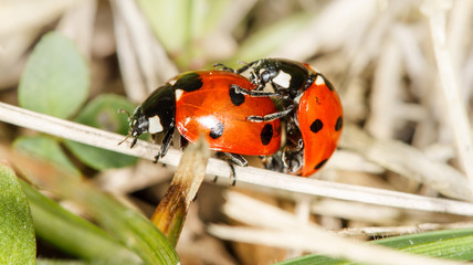 ladybird insects pair mating