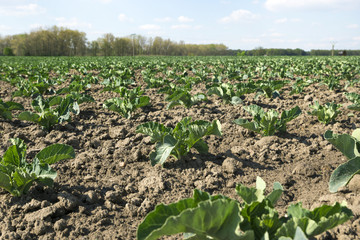 Fototapeta na wymiar field planted with young cauliflower