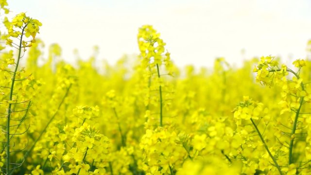 yellow rape field
