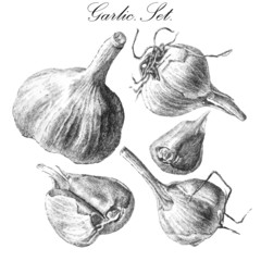 illustration with garlic