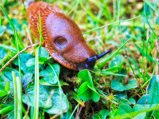 Rote Wegschnecke