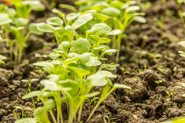 Chinese cabbage patch young shoots