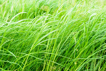 The lawn is overgrown with green grass