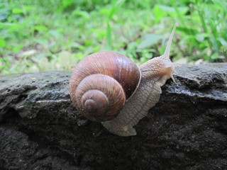 Snail on the stone