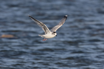 Little gull, Larus minutus