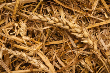 Stroh Hintergrund