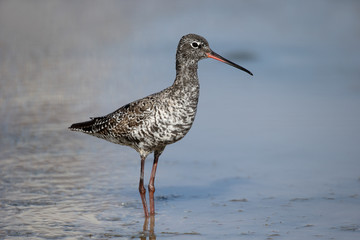 Spotted redshank, Tringa erythropus