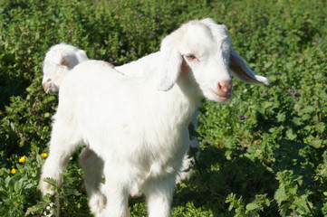 Oğlak