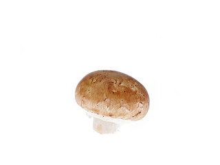 edible mushroom