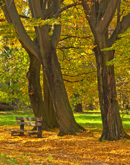 Fototapeta premium Pathway through the forest in autumn