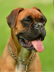 Boxer dog