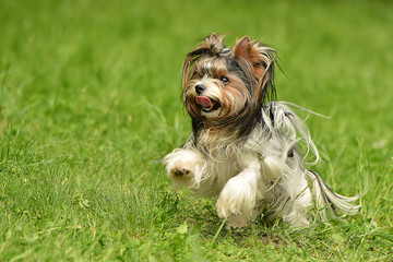 Biewer-Yorkshire terrier