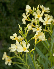 Nice oleander