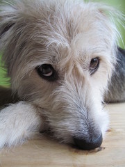 Pip II - Crossbreed Dog