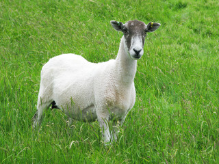 Naklejka premium A young ewe sheep grazing in a meadow