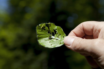 FEUILLE DE HÊTRE rongée par des chenilles_Vosges