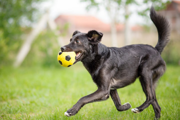 Black mixed breed dog playing with soccer ball