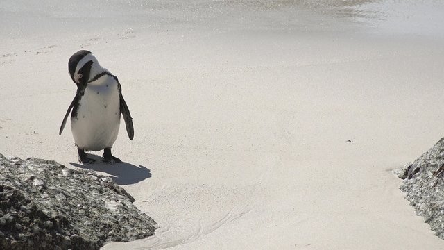 Penguins in Simonstown (South Africa) as 4K UHD footage