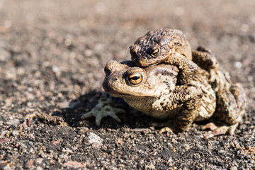 Mating frogs