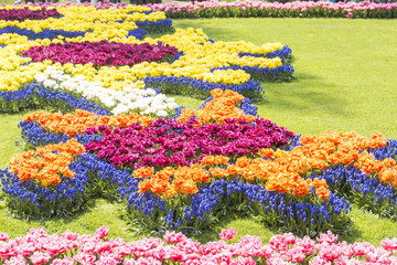 Fototapeta na wymiar Blossoming spring flowers in Keukenhof, Holland, Netherlands