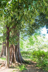 The Ｆresh green trees in Zenpukuji park,Tokyo