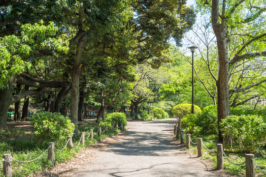 The Ｆresh green trees in Zenpukuji park,Tokyo