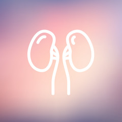 Human Kidney thin line icon