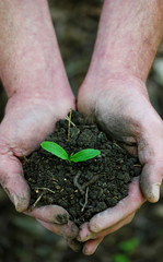 Green seedling germinating in soil