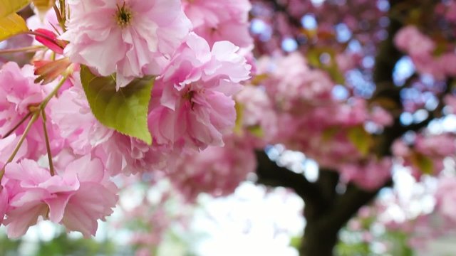 Beautiful Japanese tree branches in bloom, footage