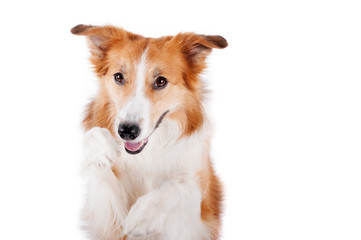  red border collie dog portrait, isolated on white