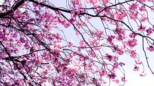 Beautiful Japanese cherry tree blossom, vintage style footage 